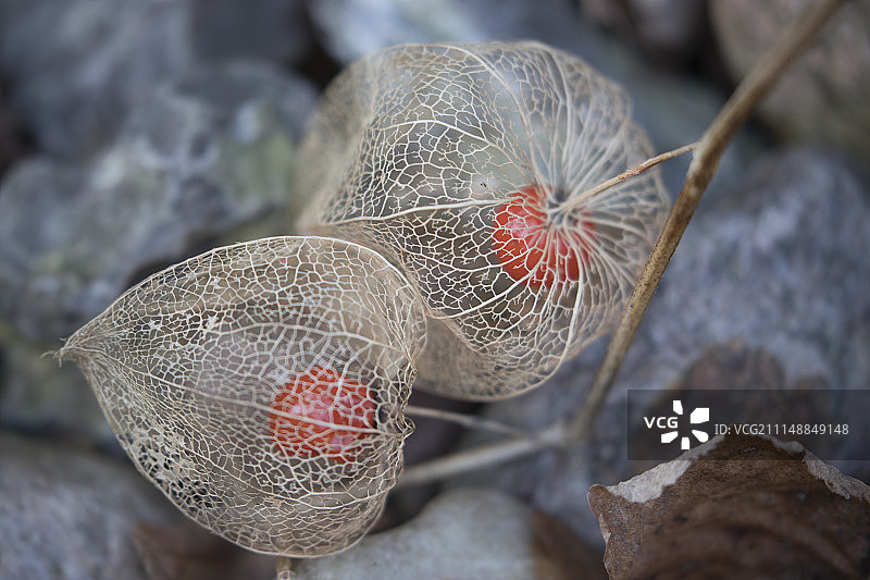 冬季后的酸浆果图片素材