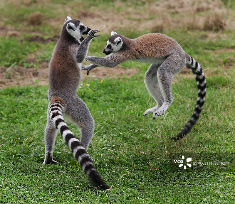 摄影：Anna C.图片素材