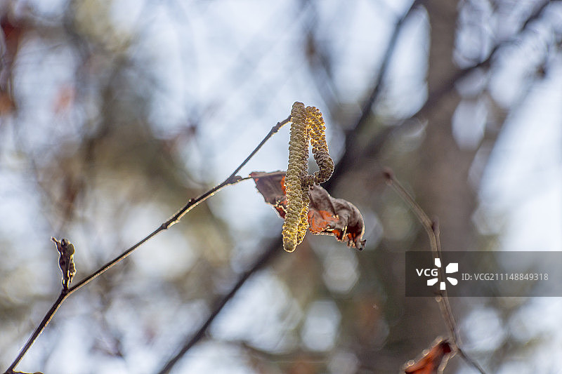 阳光明媚的天空下榛子树开花，背景虚化图片素材