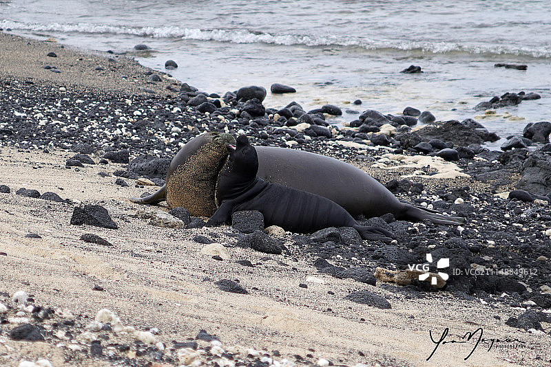 带着幼崽的夏威夷僧海豹图片素材