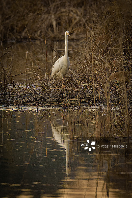 绿洲芦苇中的大白鹭图片素材