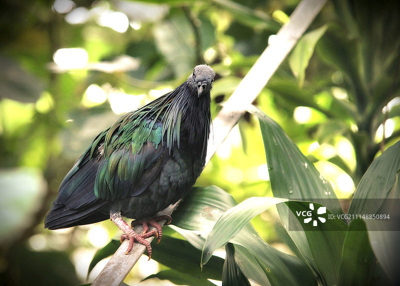 法国博瓦勒图片素材