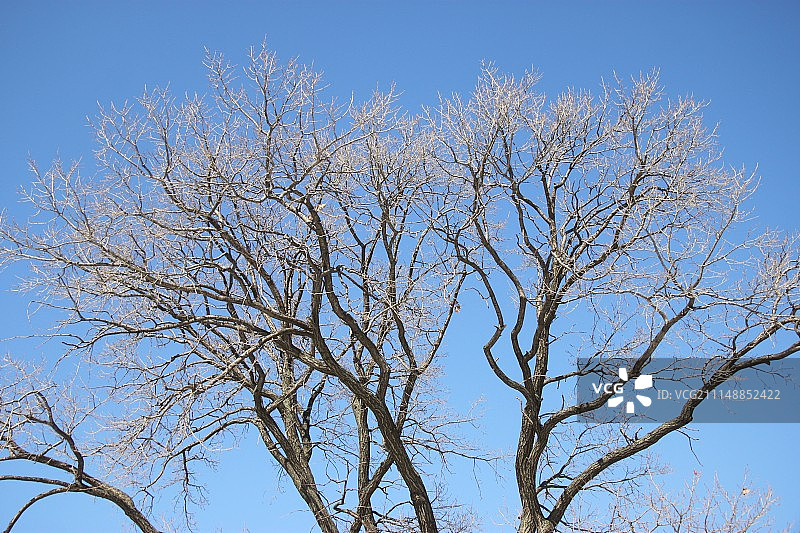 蓝天下的枯树图片素材