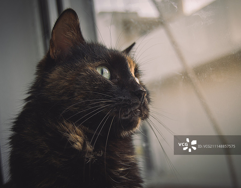 玳瑁猫在窗边向外看图片素材