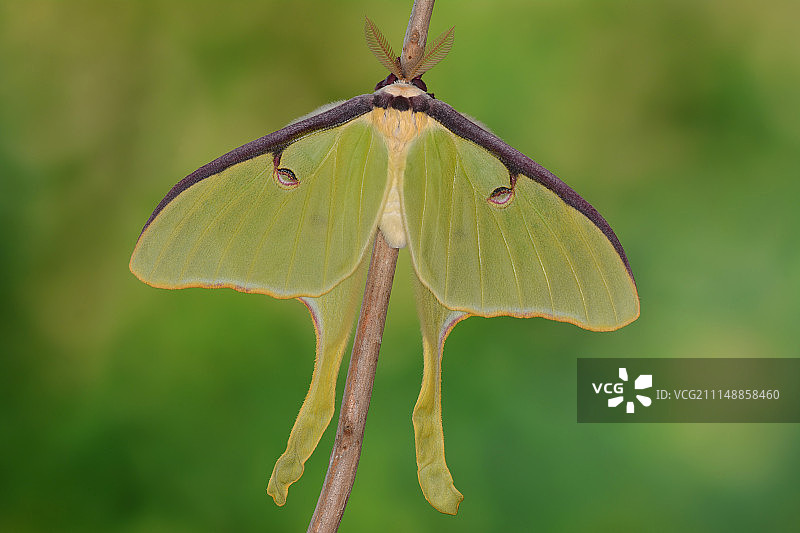 Actias luna male #2图片素材