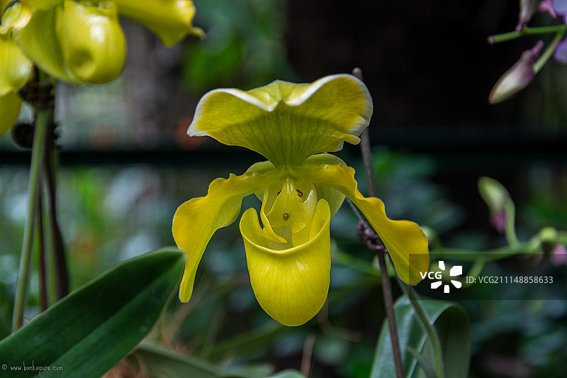 新加坡植物园的黄色兰花图片素材
