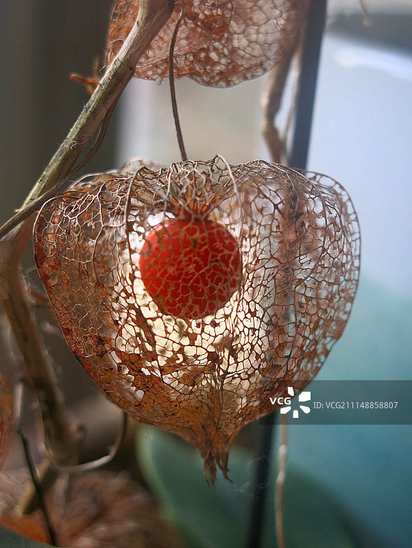 冬樱桃图片素材