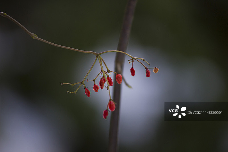 冬季水果图片素材