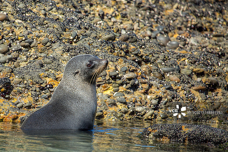 小海豹在Wharariki海滩玩耍图片素材