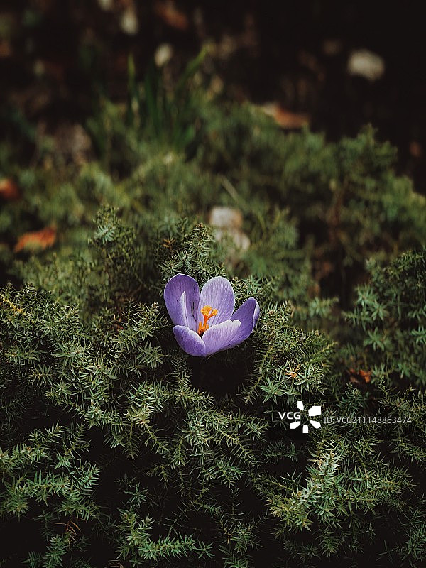 俄罗斯符拉迪卡夫卡兹图片素材