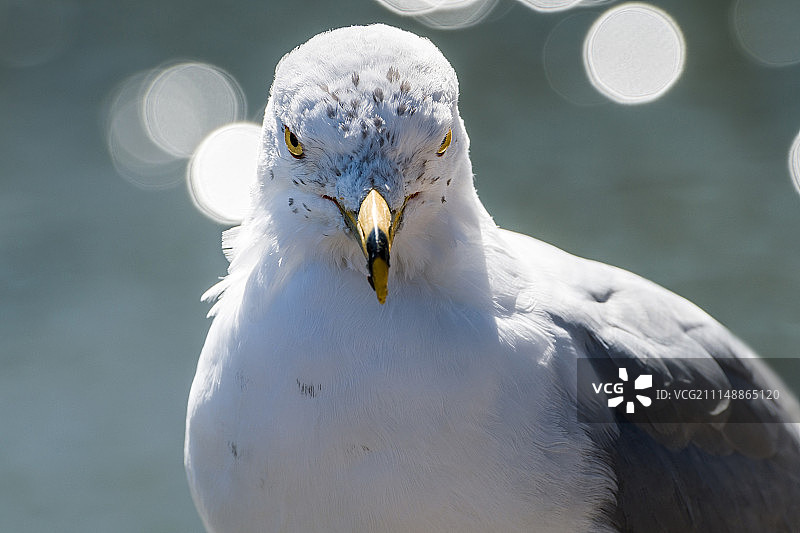 迷人照片图片素材