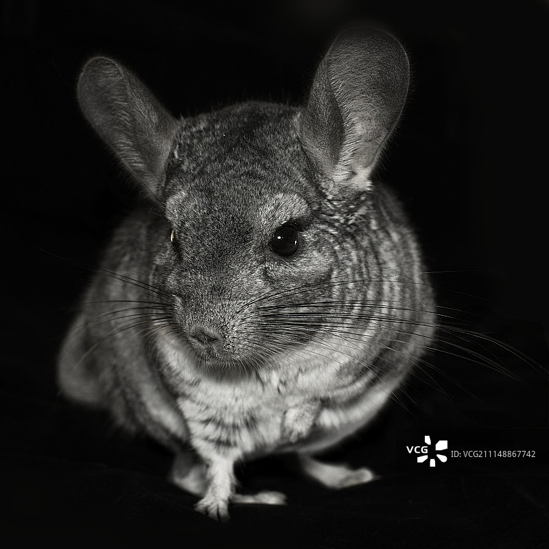黑白金丝鼠图片素材