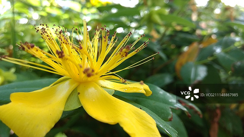 爱尔兰民间传说图片素材