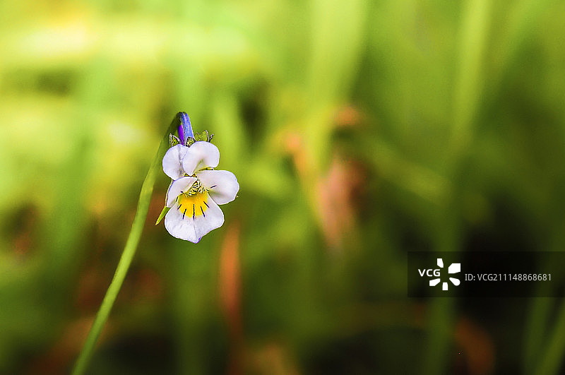 紫罗兰色的图片素材