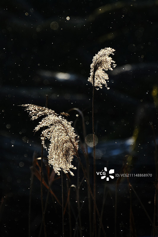 冬季之光II：带雪花的草秆图片素材