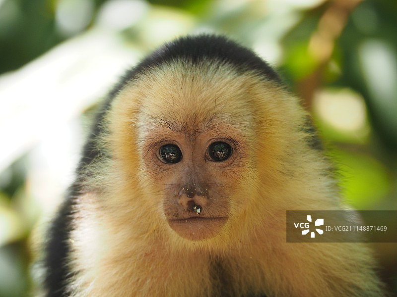 卡威塔国家公园 - 白面卷尾猴图片素材