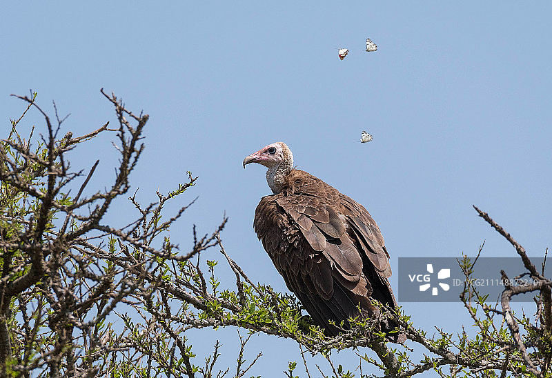 美女与野兽图片素材