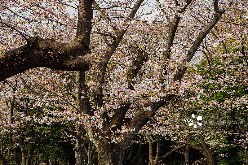 代代木公园的樱花图片素材