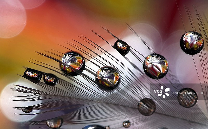 羽毛和水滴图片素材