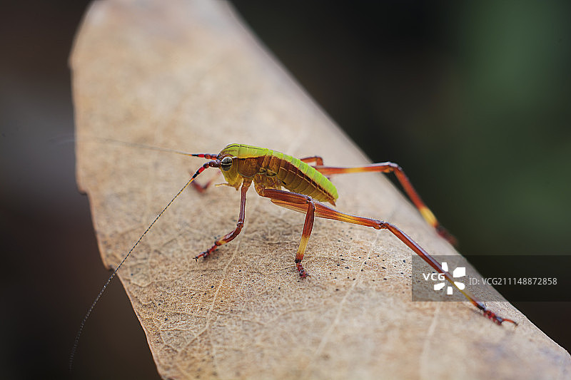蝈蝈图片素材