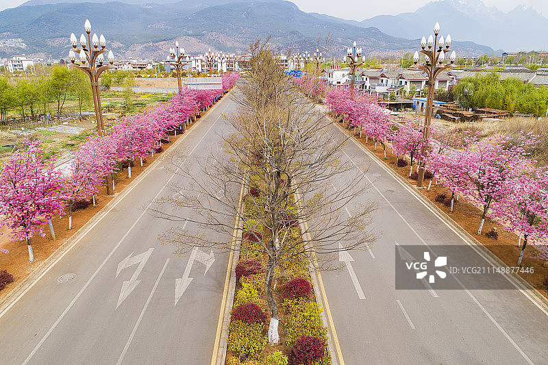 樱花大道图片素材