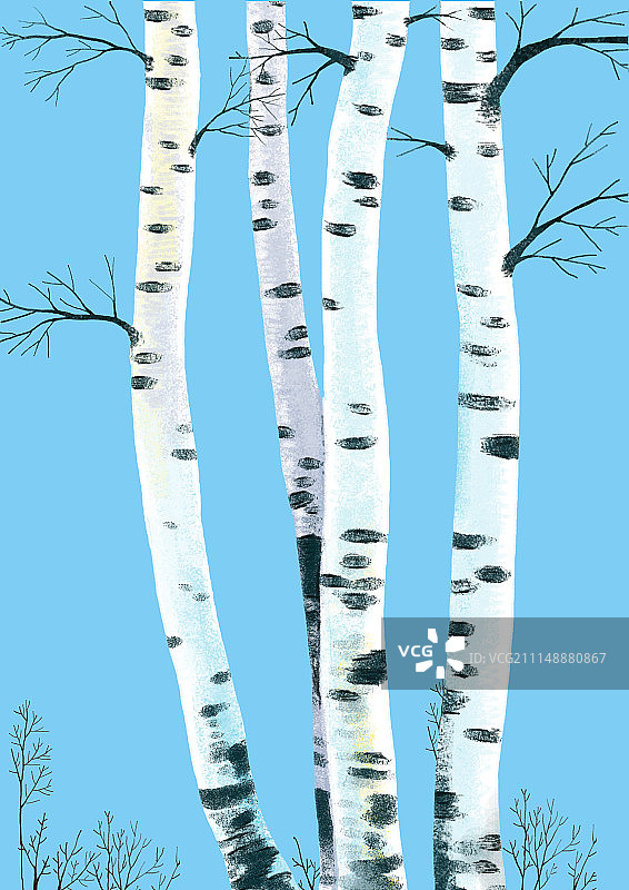 唯美背景元素组图共3000多幅-白桦林图片素材