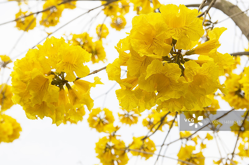 风铃木图片素材