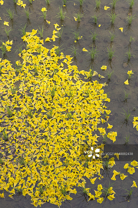 风铃木图片素材