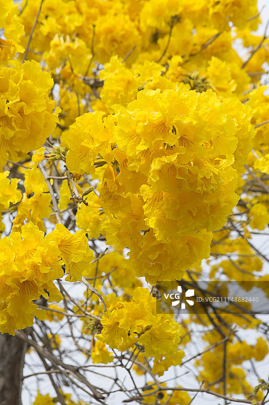 风铃木图片素材