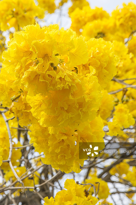 风铃木图片素材