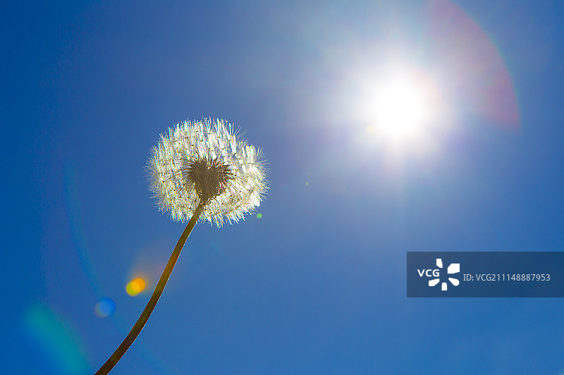 蒲公英,奥林匹克国家公园,西雅图,美国图片素材