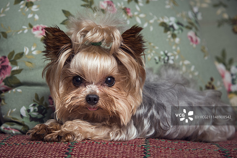 呆萌约克夏图片素材