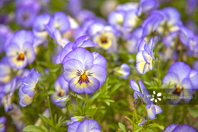 三色堇,花图片素材