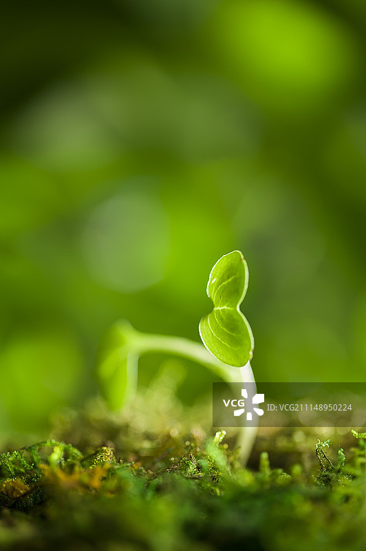 豆芽,豆苗,发芽图片素材