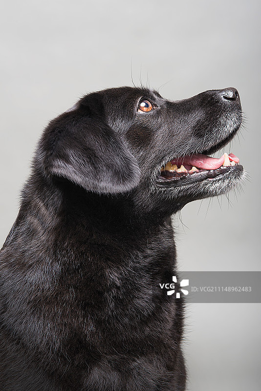 拉布拉多 呼呼图片素材