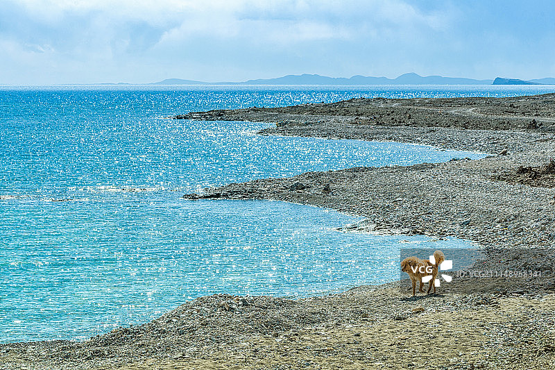 金色的藏獒在纳木错湖边图片素材