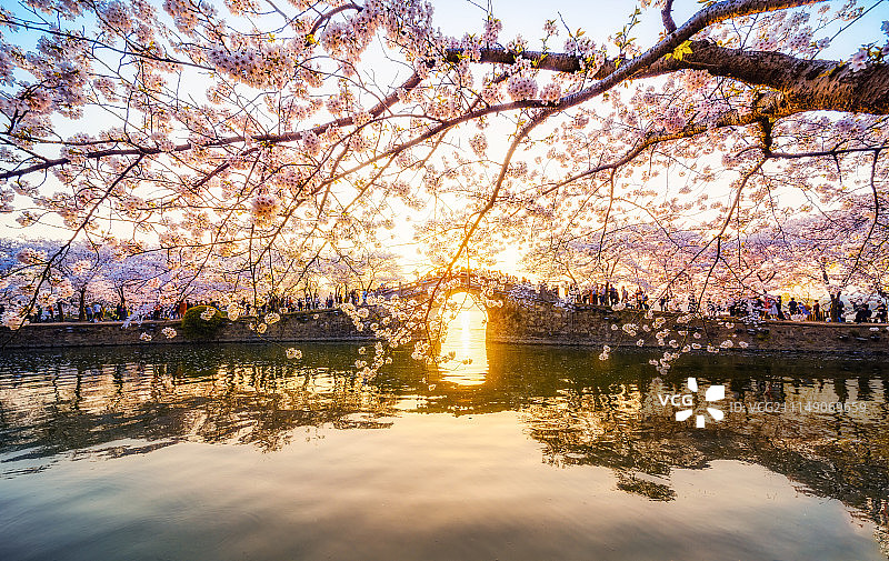 鼋头渚樱花日落图片素材