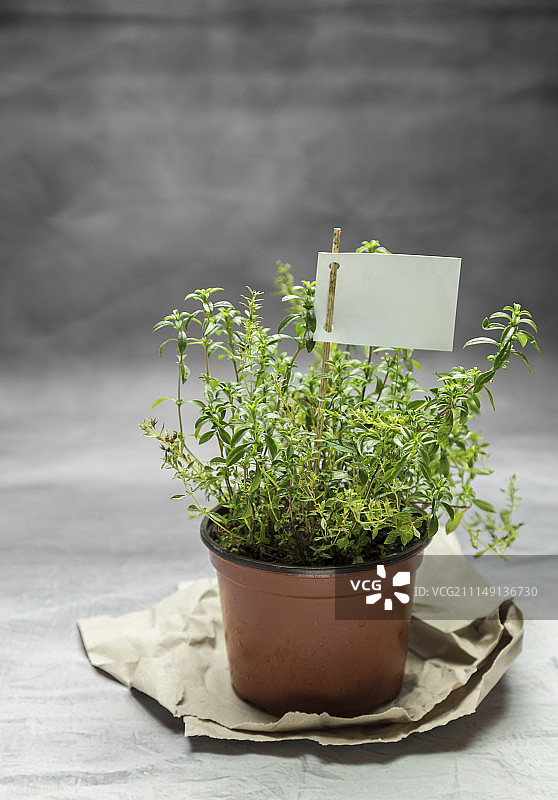 花盆里新鲜的冬季香薄荷图片素材