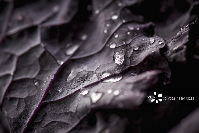 紫色羽衣甘蓝清洗过的叶子上的水滴（特写）图片素材