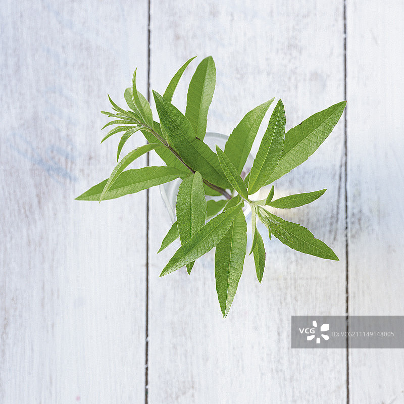 柠檬马鞭草图片素材