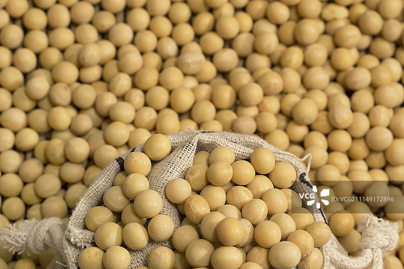 黄豆子图片素材