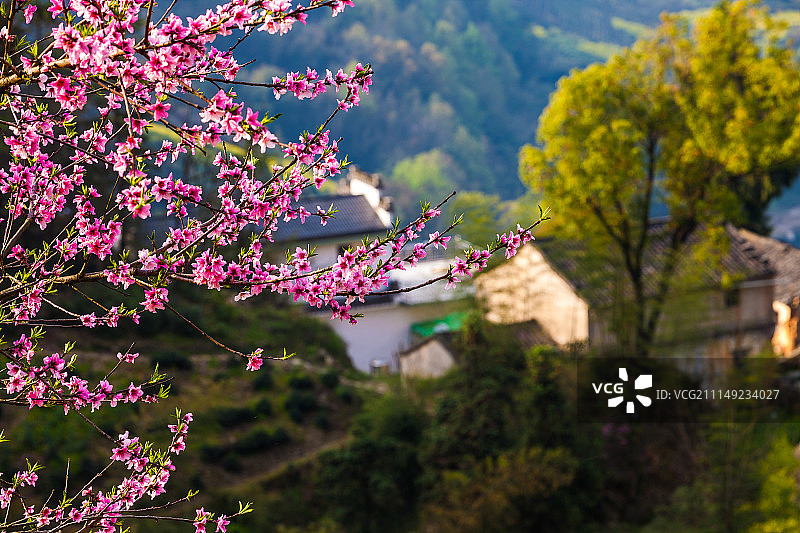 安徽石潭油菜花风光图片素材