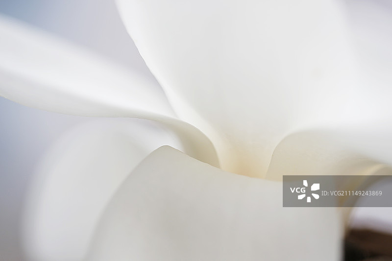 白玉兰花瓣图片素材