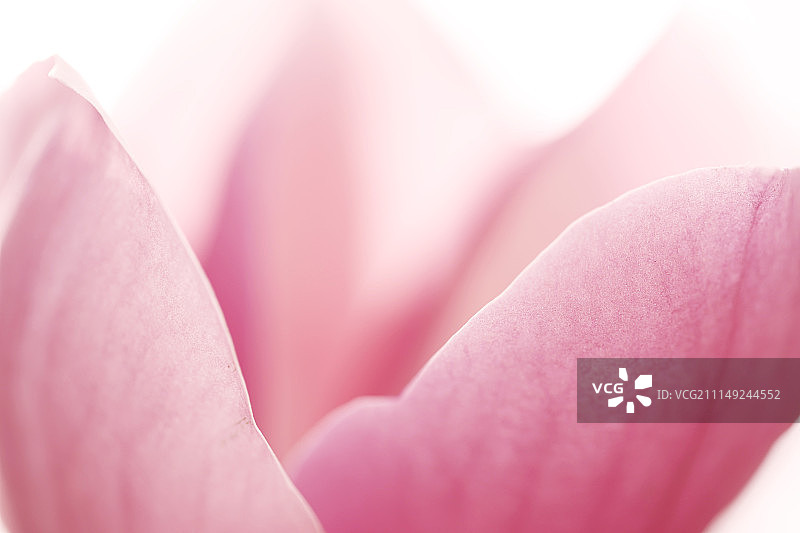 粉红色玉兰花瓣局部朦胧意境图片素材