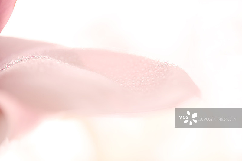 粉玉兰花瓣与水珠图片素材