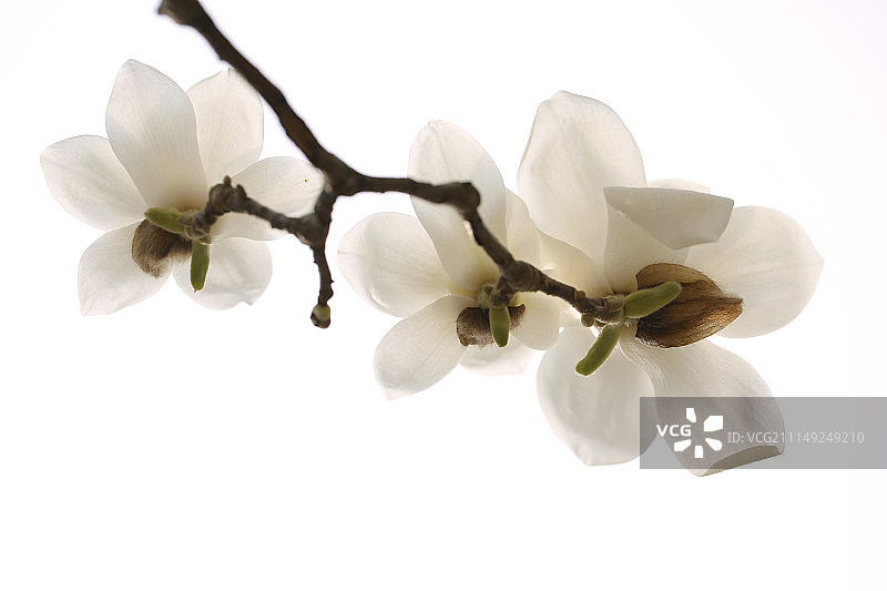 纯净的春天-白玉兰与天空图片素材