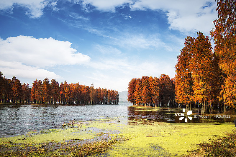 四明湖水杉林图片素材