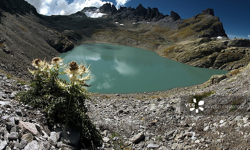 野湖蓟图片素材