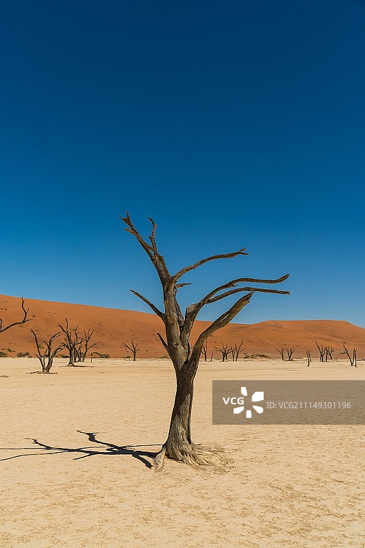 戴德夫莱图片素材