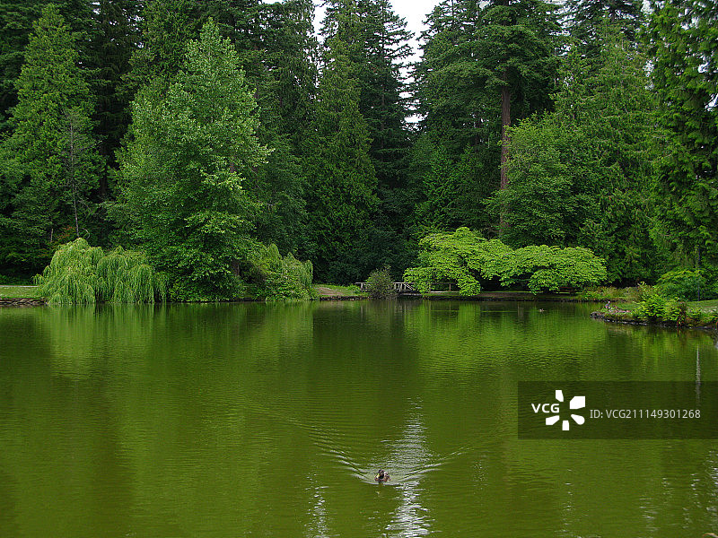 翠绿的温带雨林图片素材